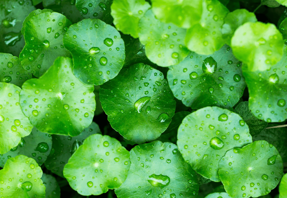 Gotu Kola: The Herb of Longevity - Living Prana