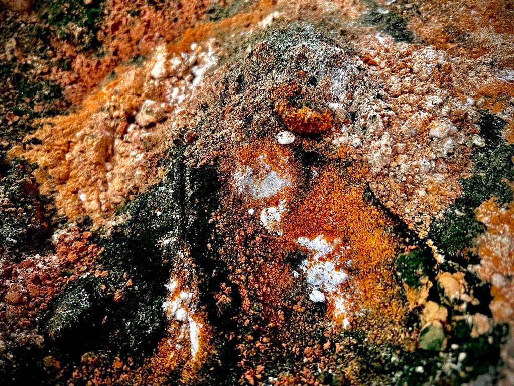 Why Superfoods, Functional Mushrooms and Adaptogens? - Living Prana