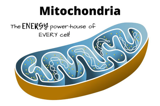 Power Up Your Cells – The Magic of Mitochondrial Health