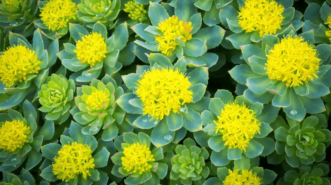 Harnessing the Power of Rhodiola Rosea: Exploring its Benefits and Adaptogenic Properties - Living Prana